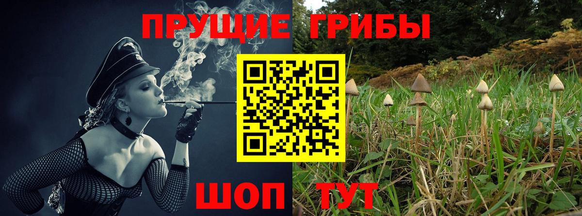 Галлюциногенные грибы Psilocybine cubensis Аксай